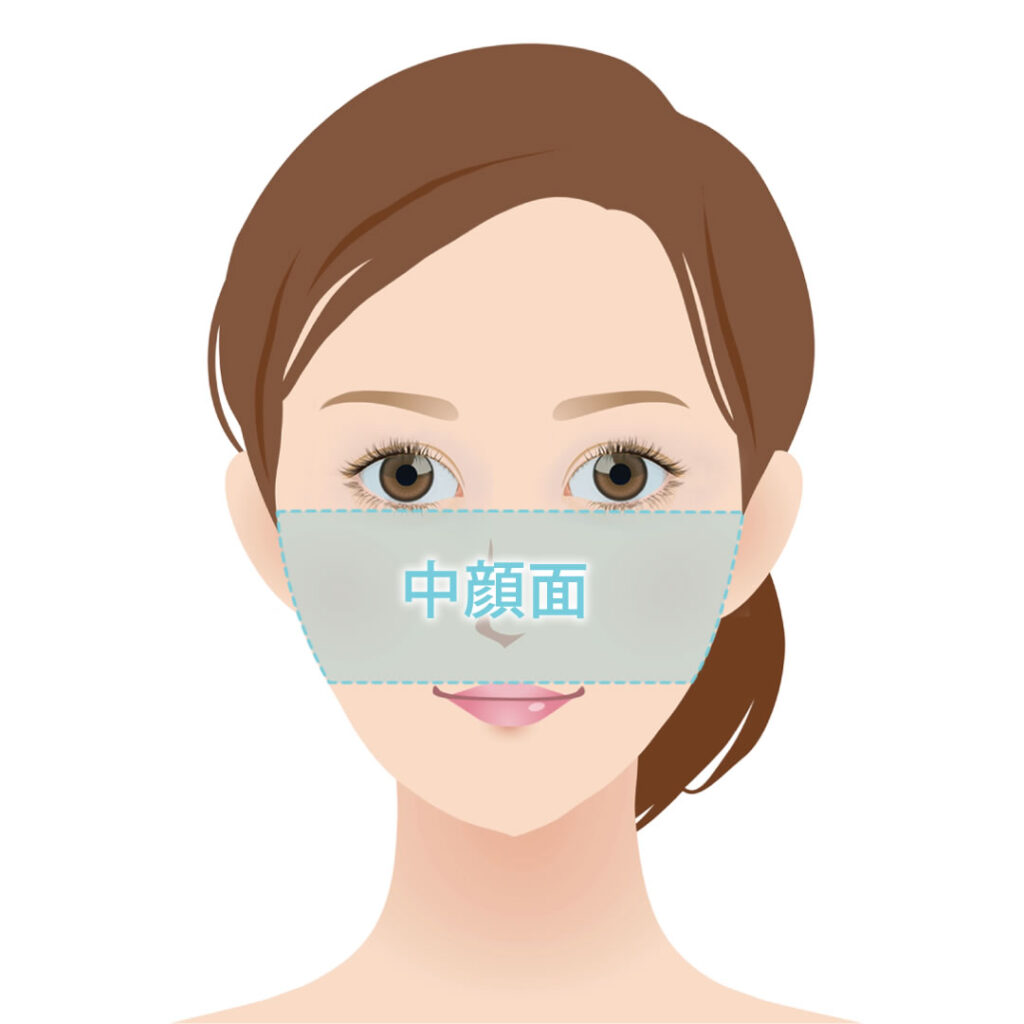 中顔面の図解